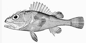 Trachyscorpia cristulata_claves_01.jpg